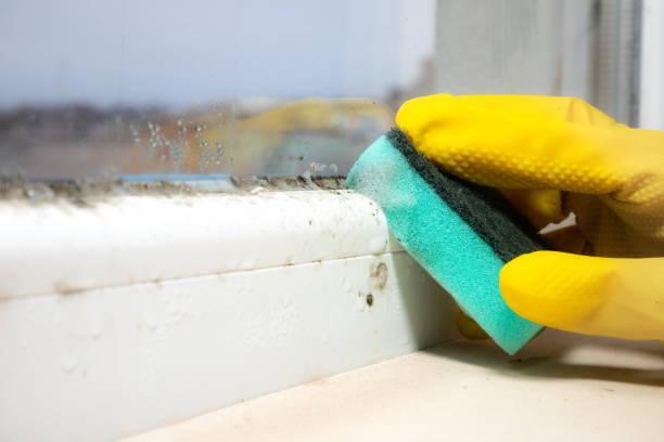 Best Residential Mold Remediation in Manorville, NY