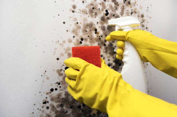 Best DIY Mold Remediation Support Services in Manorville, NY