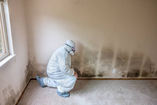 Best Post-Flood Mold Remediation in Manorville, NY