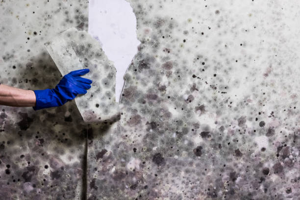 Best Residential Mold Remediation in Manorville, NY