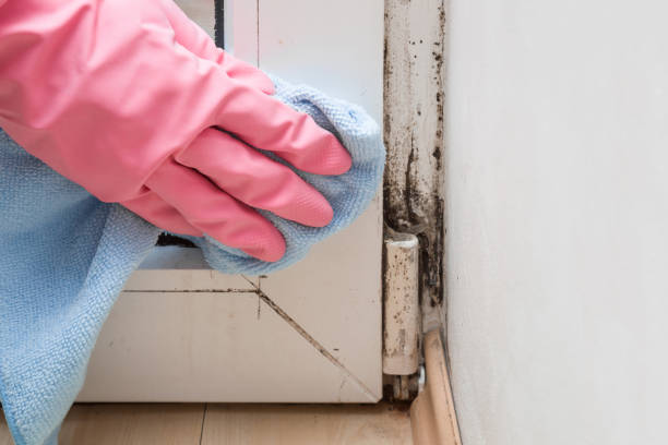 Best Industrial Mold Remediation in Manorville, NY