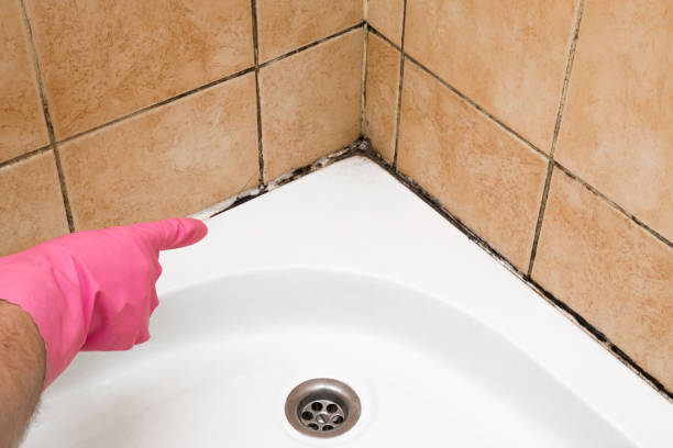 Best Emergency Mold Remediation in Manorville, NY